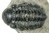 Detailed Reedops Trilobite - Atchana, Morocco #325866-1